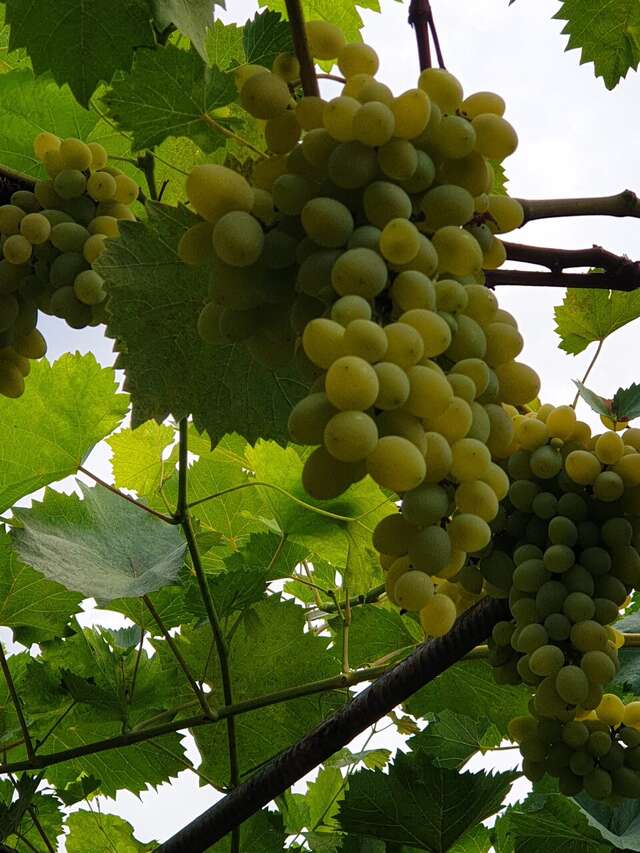 Гостиница Ася Анапа-15