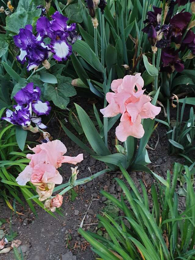 Гостиница Ася Анапа-27